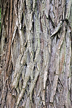 Tree in park, green forest, cortex