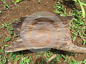 corteza tree in the garden.