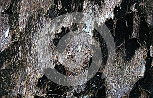 Deadwood tree cortex background image