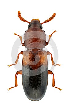 Corticeus bicolor photo