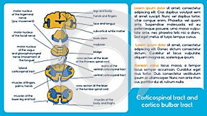Corticospinal tract and cortico bulbar tract