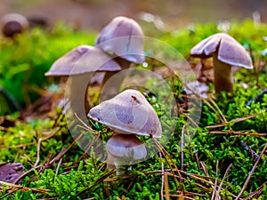 Cortinarius