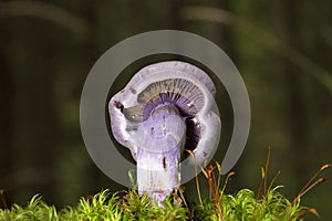 Cortinarius alboviolaceus is a basidiomycete mushroom of the genus Cortinarius native to Europe.