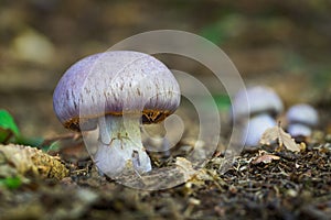 Cortinarius