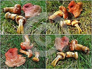 Cortinarius bolaris mushroom