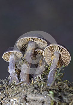 Cortinarius brunneus is a species of Fungi in the family Cortinariaceae.