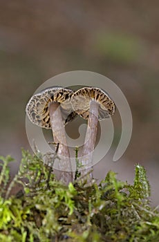 Cortinarius brunneus is a species of Fungi in the family Cortinariaceae. photo