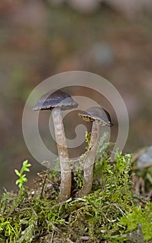 Cortinarius brunneus is a species of Fungi in the family Cortinariaceae photo