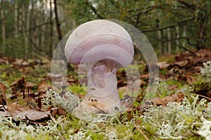Cortinarius camphoratus