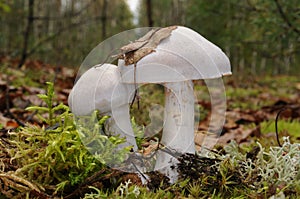 Cortinarius camphoratus fungus