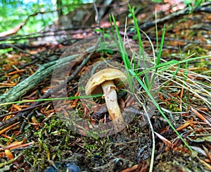 Cortinarius caperatus. Fungi. Mushroom. Forest.