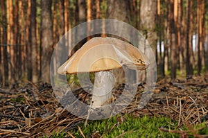 Cortinarius caperatus fungus