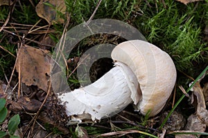 Cortinarius caperatus,  gypsy mushroom closeup