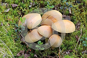 Cortinarius caperatus. Gypsy mushroom in late summer on the Yamal Peninsula