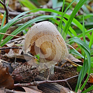 Cortinarius caperatus mushroom