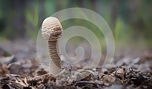 Cortinarius caperatus is a young fungus growing in the forest. Near the foot of the fungus, opavshye leaves