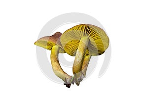 Cortinarius cinnamomeus on white background.