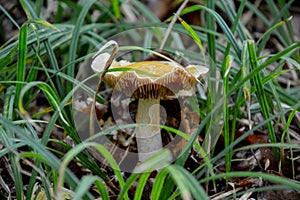 Cortinarius collinitus photo