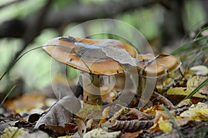 Cortinarius collinitus photo