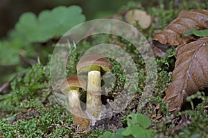 Cortinarius croceus is part of the family Cortinariaceae, the genus Cortinarius, is a species of poisonous mushroom