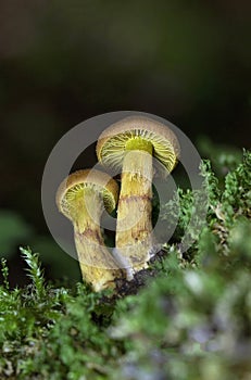 Cortinarius croceus is part of the family Cortinariaceae, the genus Cortinarius, is a species of poisonous mushroom. photo