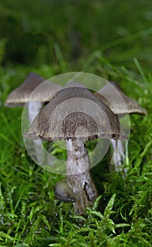 Cortinarius is a globally distributed genus of mushrooms in the family Cortinariaceae photo