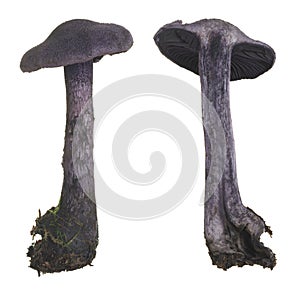 Cortinarius harcynicus mushroom isolated on white background