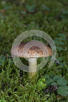 Cortinarius largus face parte din familia Cortinariaceae, genul Cortinarius