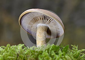 Cortinarius largus face parte din familia Cortinariaceae, genul Cortinarius