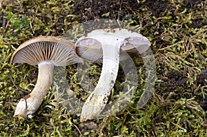 Cortinarius largus face parte din familia Cortinariaceae, genul Cortinarius