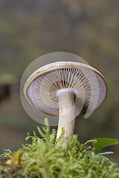 Cortinarius largus is part of the family Cortinariaceae, the genus Cortinarius