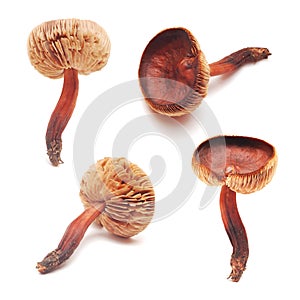 Cortinarius mushroom