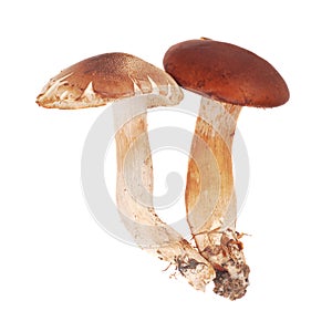 Cortinarius mushrooms