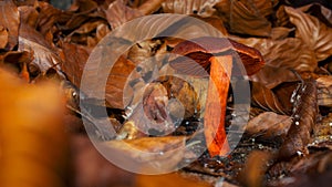 Cortinarius Orange Mushroom in Autumn Leaves photo