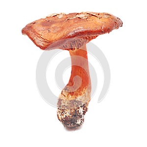 Cortinarius orellanus