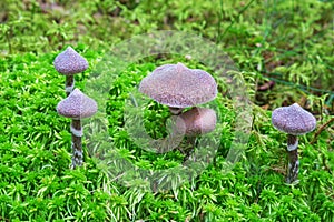 Cortinarius paleiferus