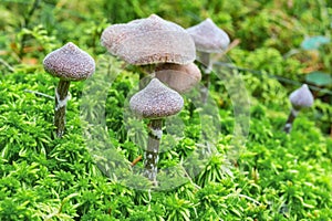 Cortinarius paleiferus fungus growing in the green moss