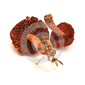 Cortinarius phoeniceus mushroom