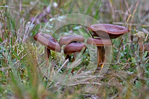 Cortinarius rubellus, commonly known as the deadly webcap, is a species of fungus in the family Cortinariaceae