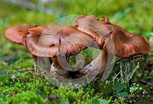 Cortinarius rubellus,commonly known as the deadly webcap,is a species of fungus in the family Cortinariaceae