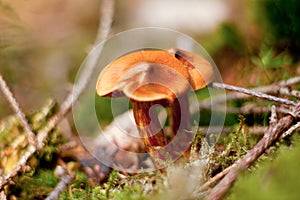 Cortinarius rubellus, deadly webcap photo