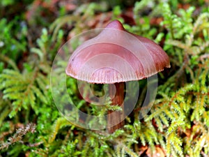 Cortinarius sp. Mushroom in Moss