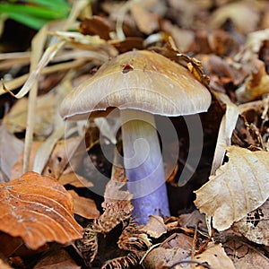 Cortinarius stillatitius mushroom