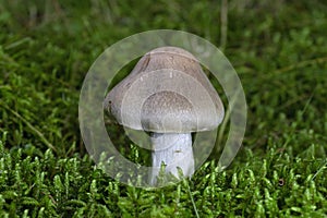 Cortinarius, it is suspected to be the largest genus of agarics, containing over 2,000 widespread species