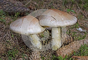 Cortinarius, it is suspected to be the largest genus of agarics, containing over 2,000 widespread species