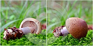 Cortinarius torvus mushroom