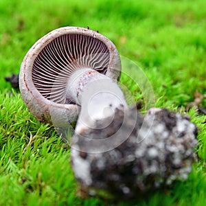 Cortinarius torvus mushroom