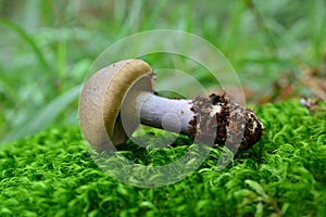 Cortinarius torvus