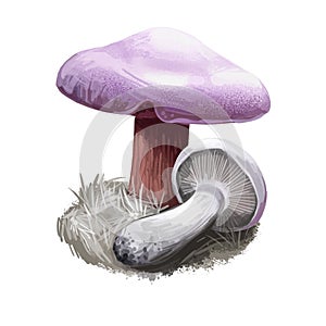 Cortinarius traganus or gassy webcap mushroom closeup digital art illustration. Boletus has lilac colored cap, rusty brown stem.