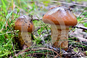 Cortinarius trivialis mushroom